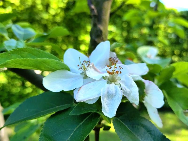 Blüten des Apfels Goldparmäne