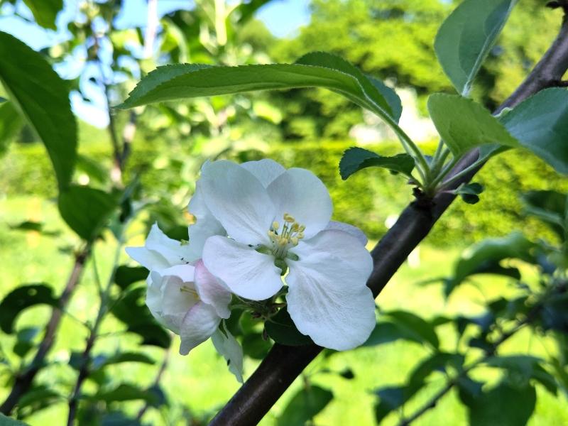 Blühender Apfel Gravensteiner