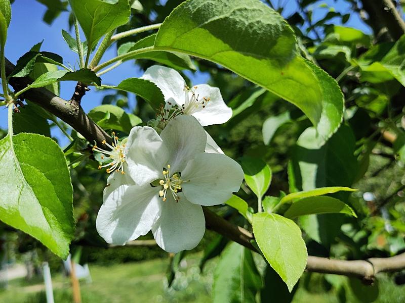 Apfel Gravensteiner mit Blüten