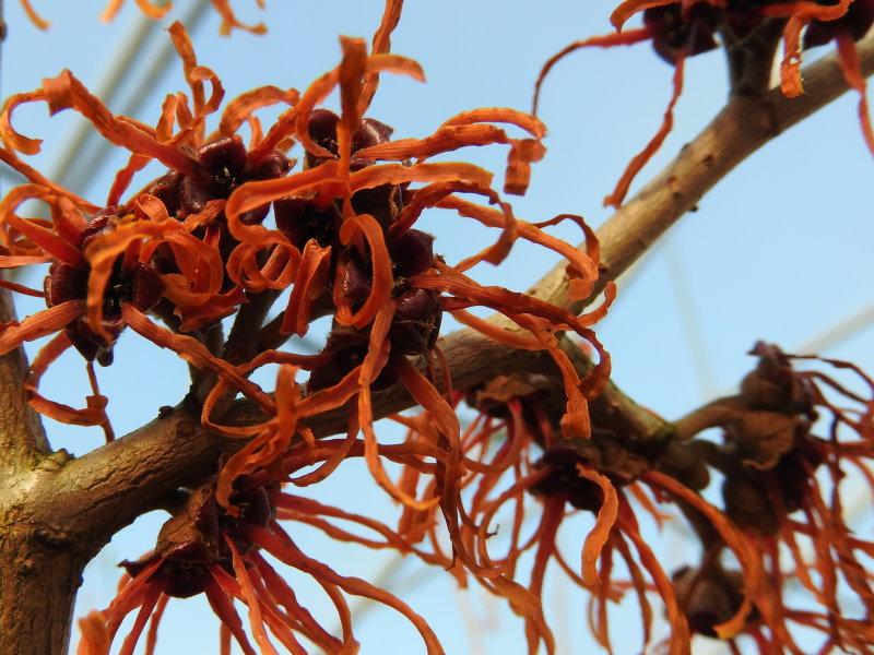 Hamamelis Jelena