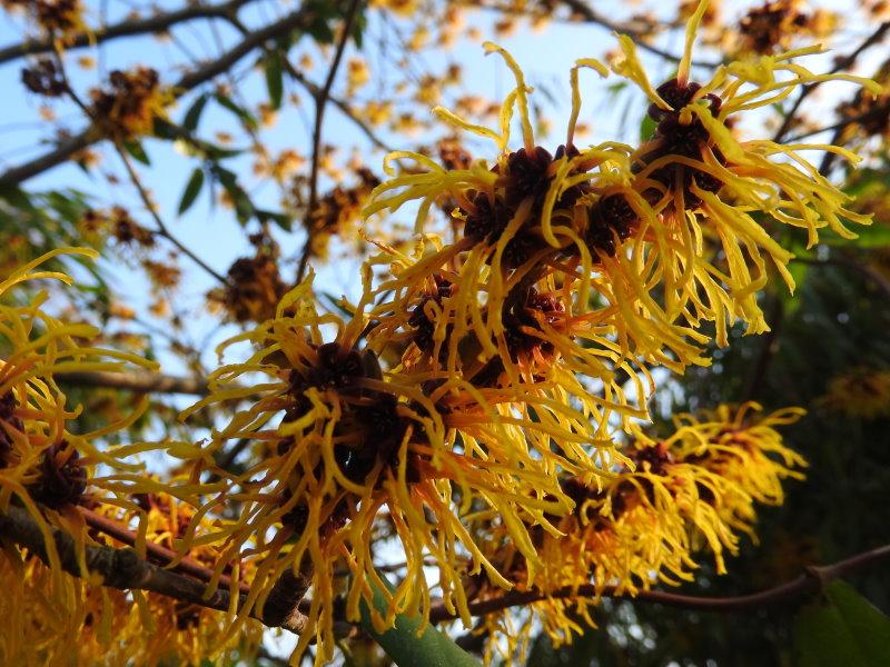 Blüte der Hamamelis intermedia Westerstede