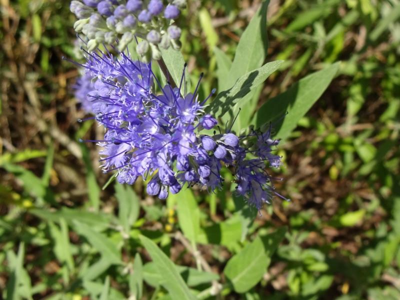 Caryopteris clandonensis Heavenly Blue