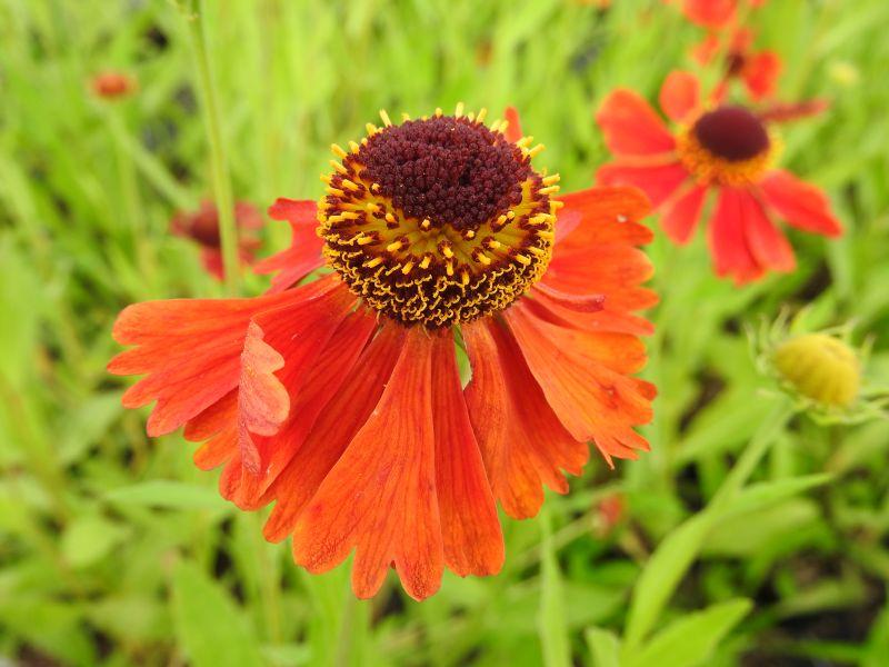 Helenium Moerheim Beauty in wundervoller Farbe