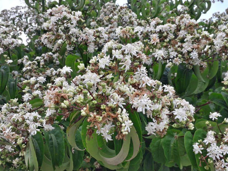 Weiße Blütenpracht des Sieben-Söhne-des-Himmels-Strauchs