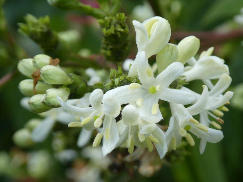 Sieben-Söhne-des-Himmels-Strauch - Nahaufnahme der Blüten