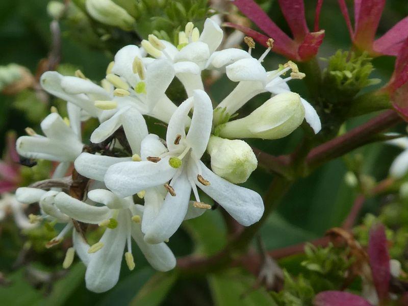 Hübsche weiße Blüten des Heptacodium miconioides