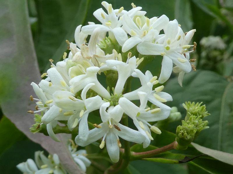 Weißblühender Heptacodium miconioides