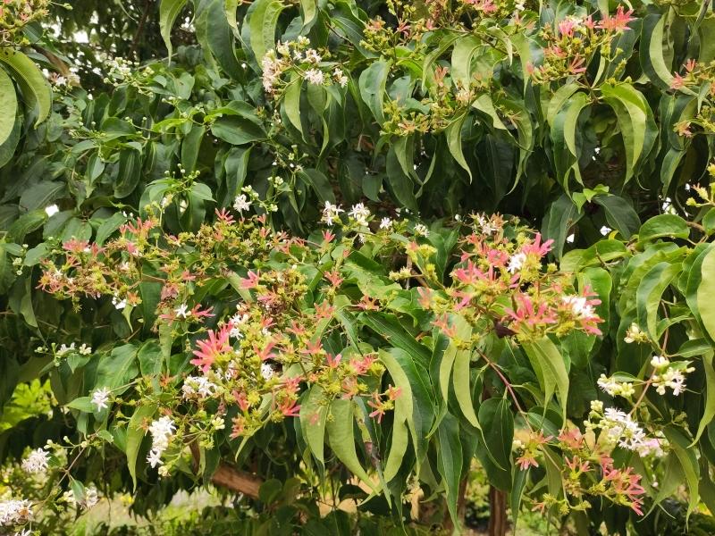 Sieben-Söhne-des Himmels-Strauch mit üppiger Blüte