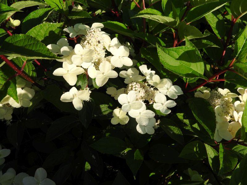 zauberhafter Blütenflor bei Hydrangea paniculata Wim's Red®