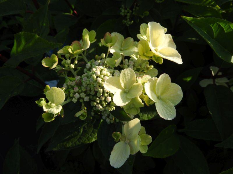 Die Blüten von Hydrangea paniculata Wim's Red® öffnen sich