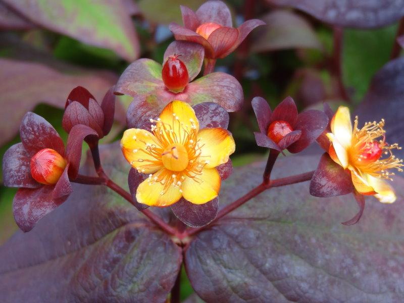 Johannesört Albury Purple, Hypericum androsaemum Albury Purple