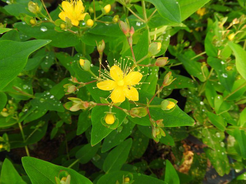 Hypericum Loke mit zauberhaften gelben Tönen