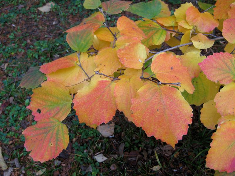 Bunte Blätter im Herbst - Großer Federbuschstrauch
