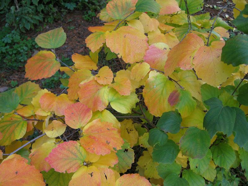 Beginnende Herbstfärbung des Fothergilla major