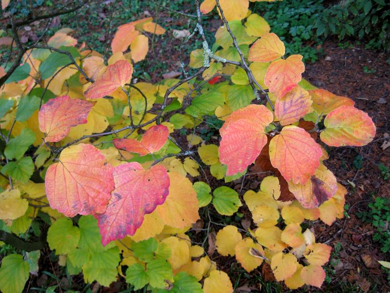 Buntes Herbstlaub des Federbuschstrauchs