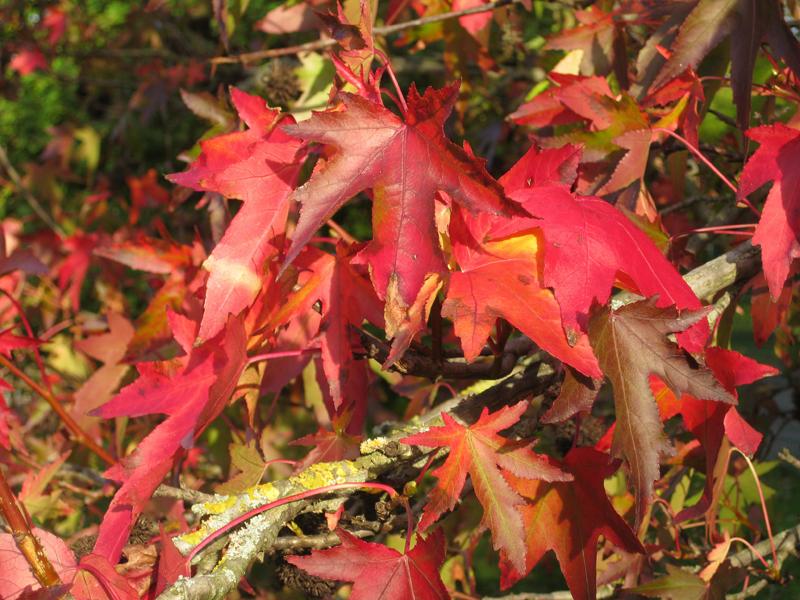 Rote Herbstfärbung beim Amberbaum Stella