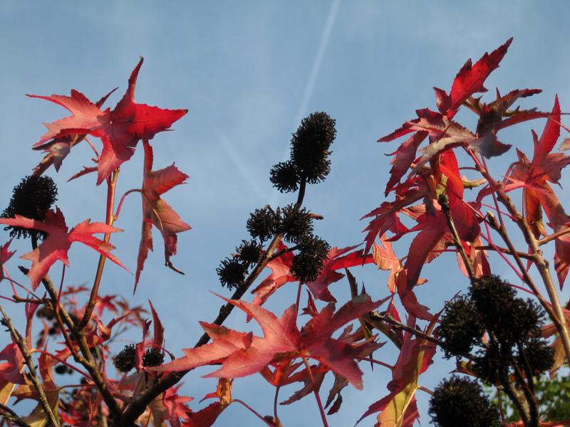 Früchte und Blätter des Amberbaums Stella im Herbst