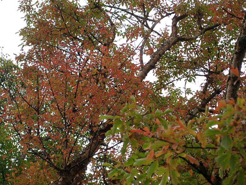 Zimtahorn mit rotem Herbstlaub
