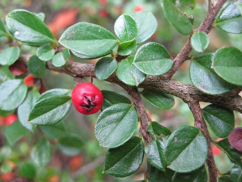 Roter Fruchtschmuck der  Fächerzwergmispel