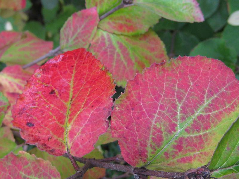 Rote Herbstfärbung des Koreanischen Schneeballs