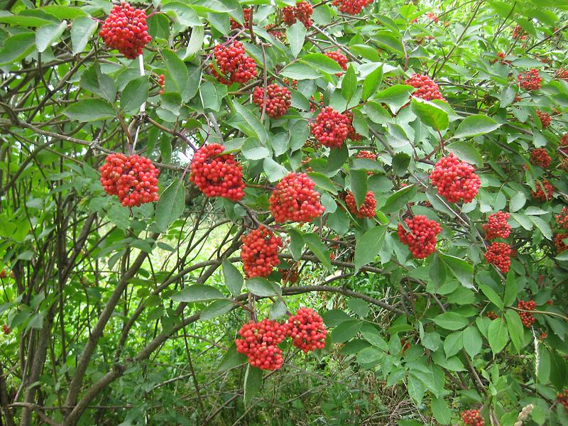 Rote Fruchttrauben des Sambucus racemosa