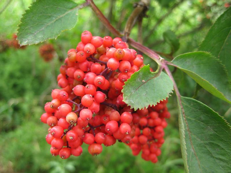 Die Früchte des Roten Holunder sind roh giftig.