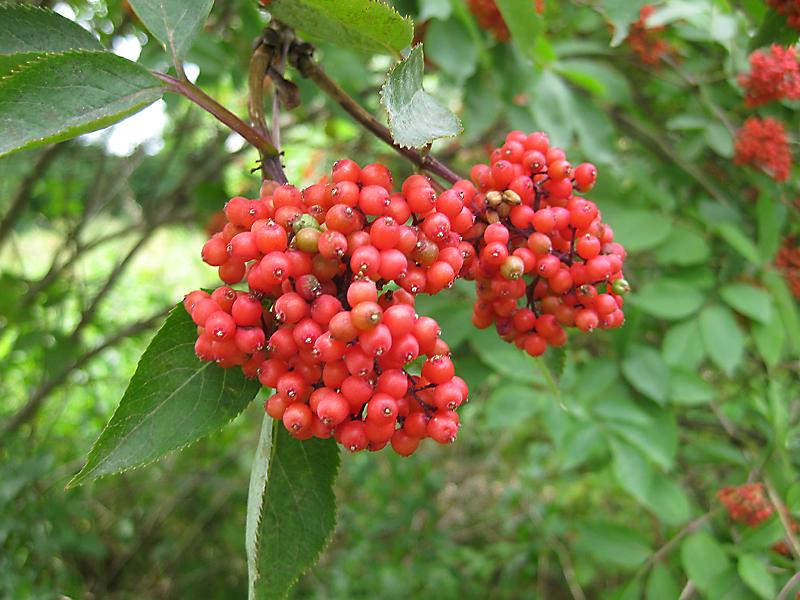 Roter Holunder mit roten Früchten