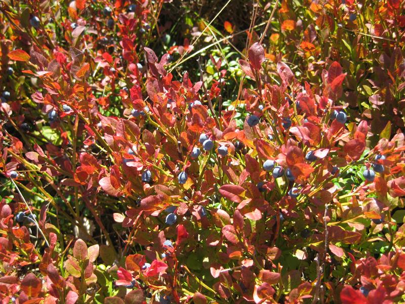 Herbstfärbung der Blaubeere