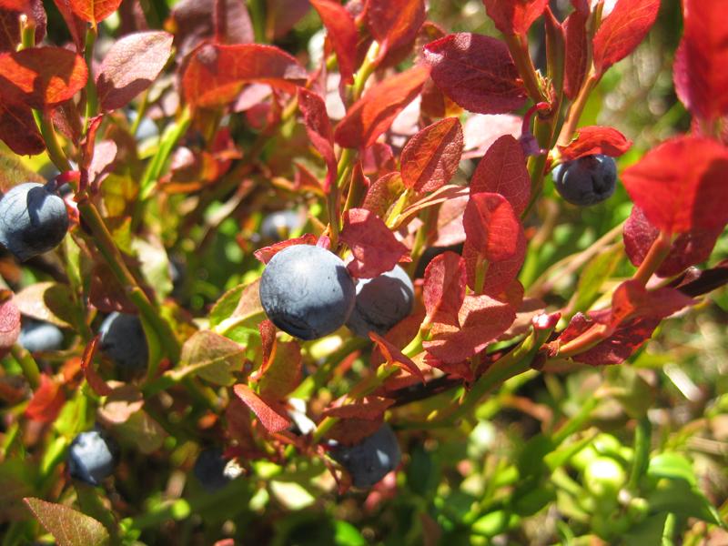 Leckere reife Blaubeeren