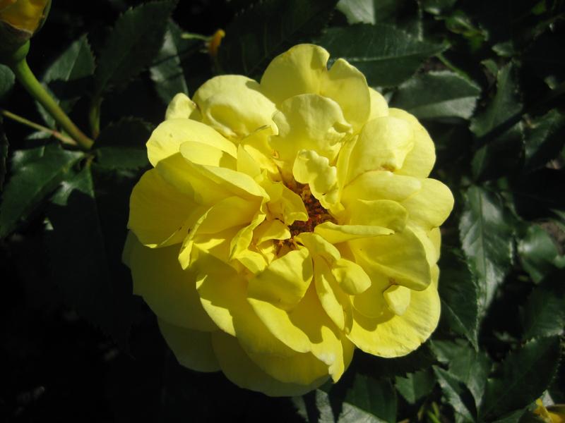 Beetrose Friesia - gelbblühende Rose