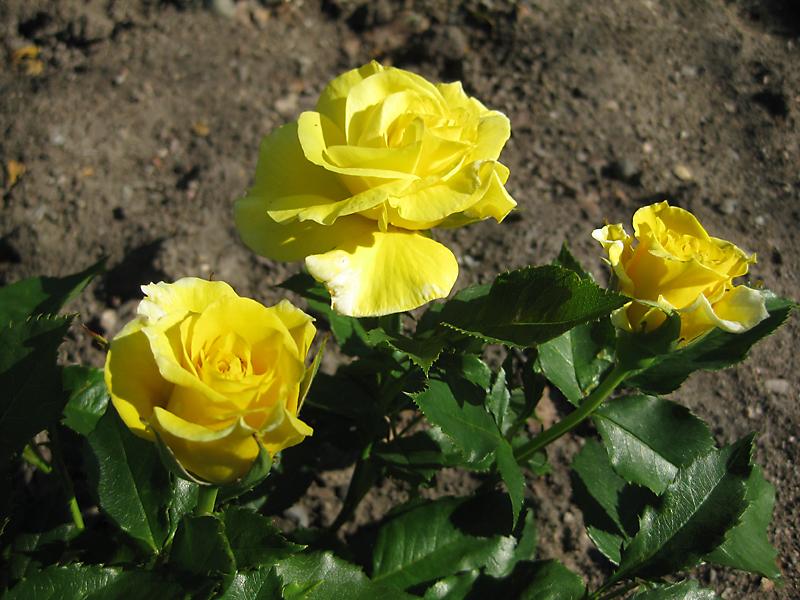 Gefüllte, gelbe Blüten der Beetrose Friesia