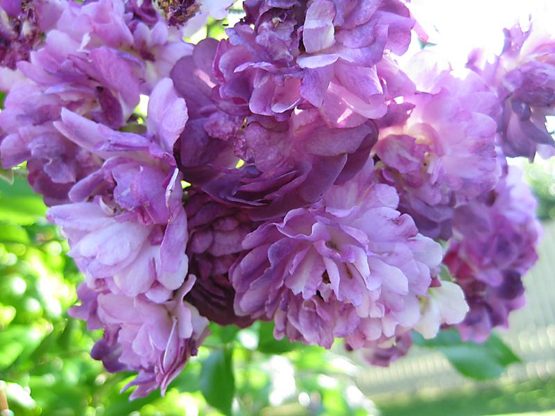 Lila Blüten der Rose Veilchenblau im Verblühen