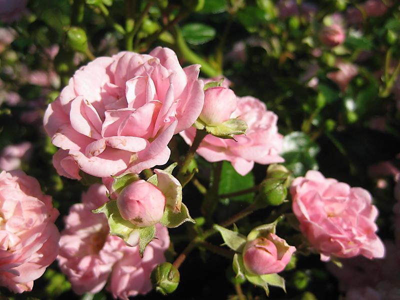 Die Blüten der Rose The Fairy sind gefüllt und rosa.