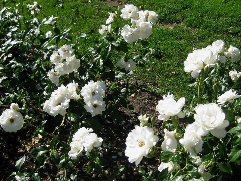 Die Strauchrose Schneewittchen wächst mittelstark und aufrecht.