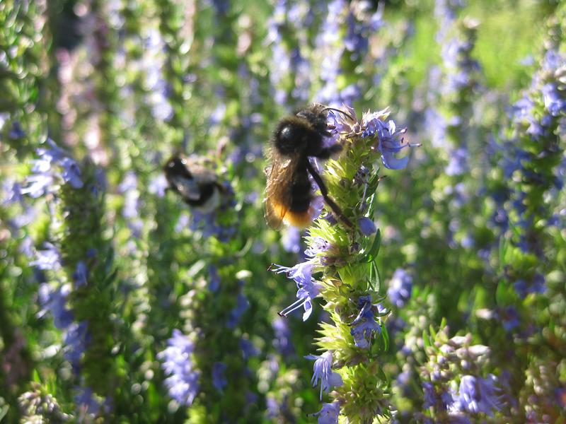 Die Blüten des Ysop sind bei Bienen, Hummeln und Schmetterlingen sehr beliebt.