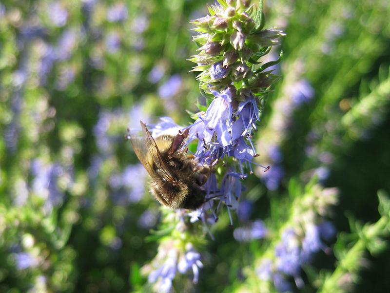 Die blauen Blüten des Ysop ziehen Insekten an.