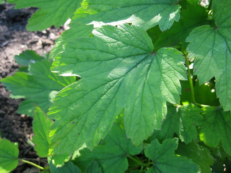 Dreigelapptes Blatt der Herbstanemone Königin Charlotte