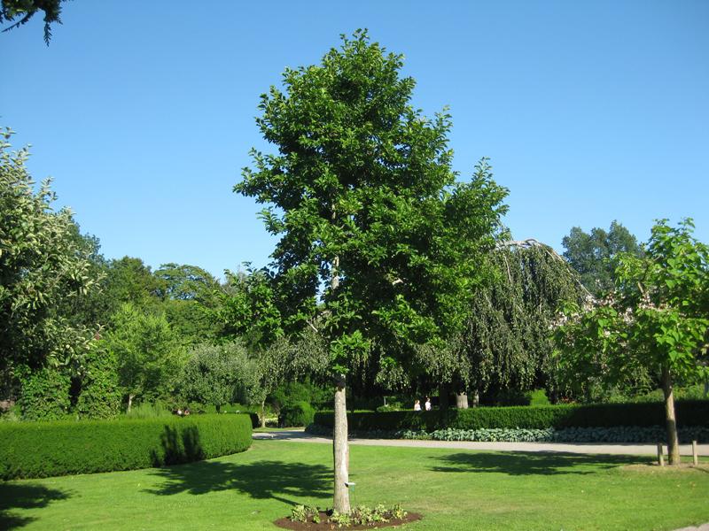 Die Baummagnolie als Hochstamm