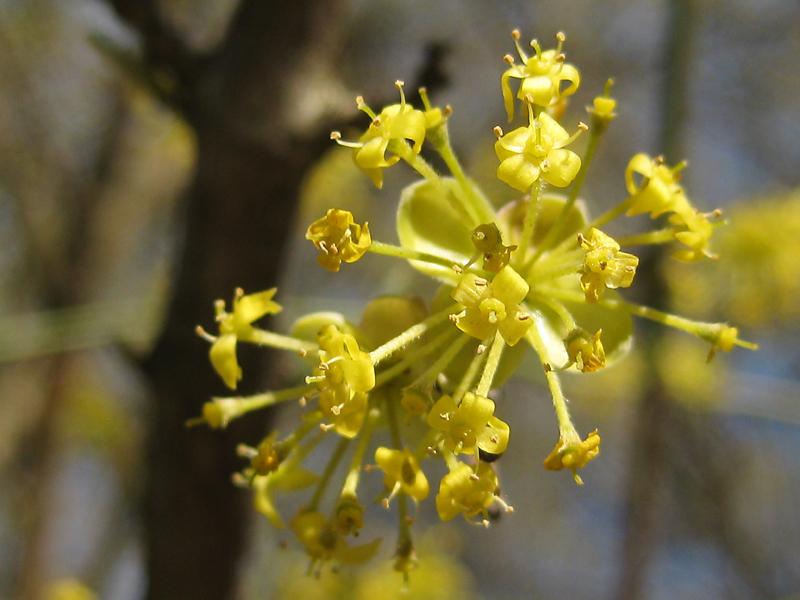 Blüte der Kornelkirsche Shumen