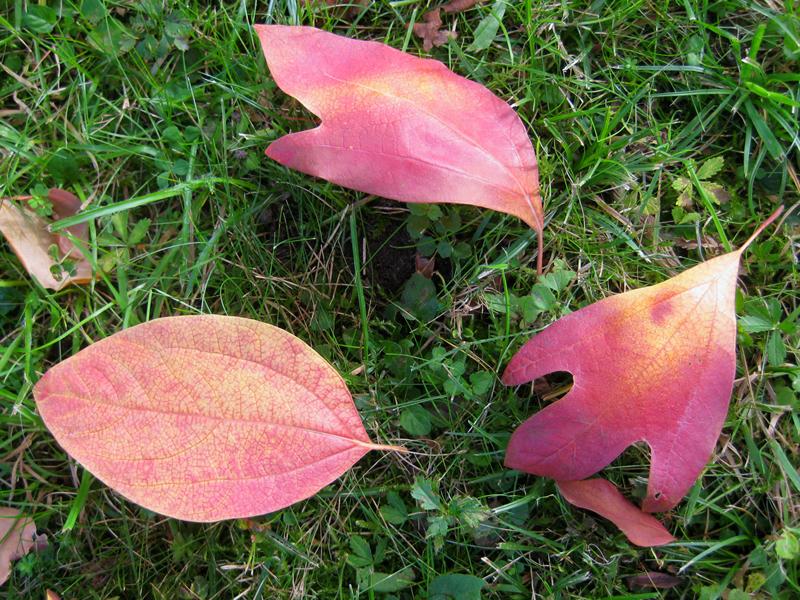 Die Blätter des Sassafrasbaums färben sich von gelb bis rot im Herbst.