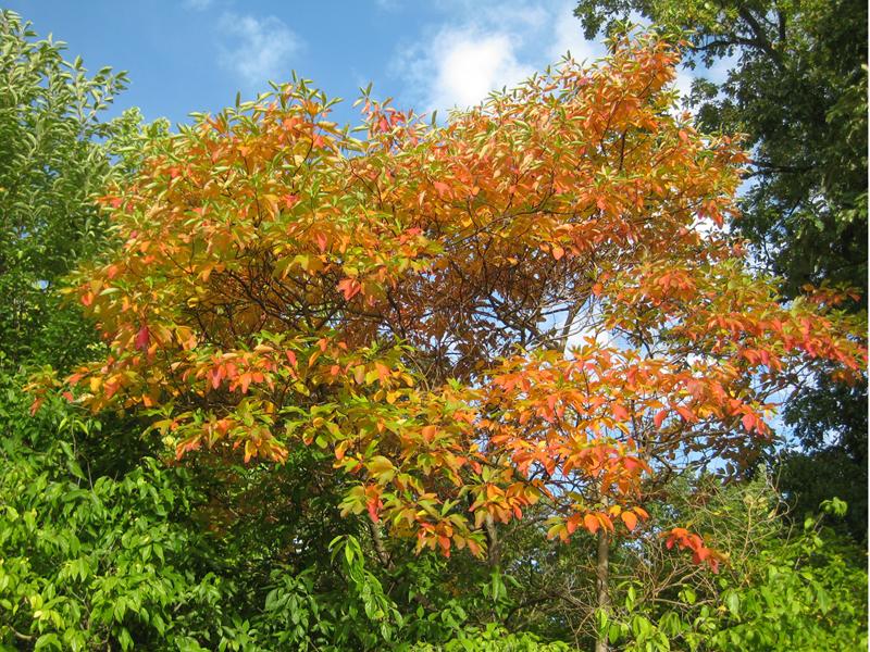 Der Sassafrasbaum ist ein hübscher Kleinbaum mit bunter Herbstfärbung.