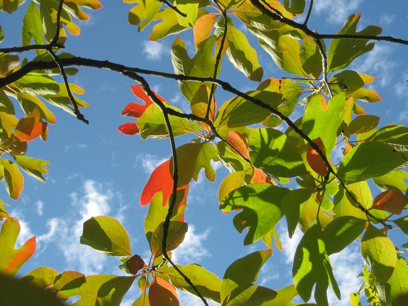 Beginnende Herbstfärbung des Sassafrasbaums