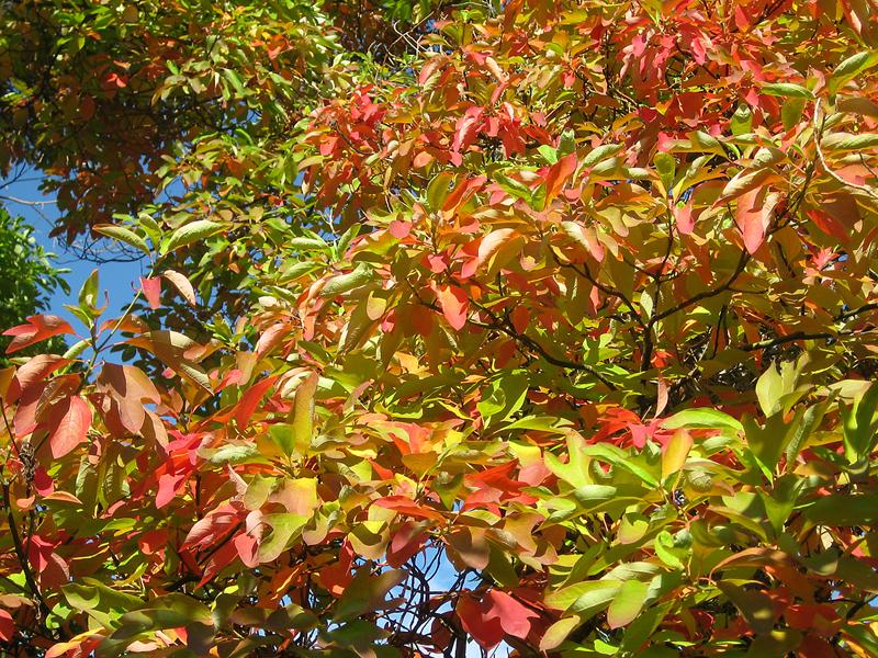 Der Sassafrasbaum im bunten Herbstkleid