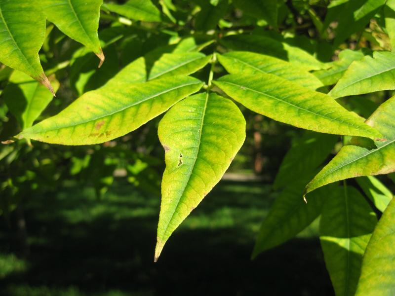 Gelbes Herbstlaub beim Korkbaum