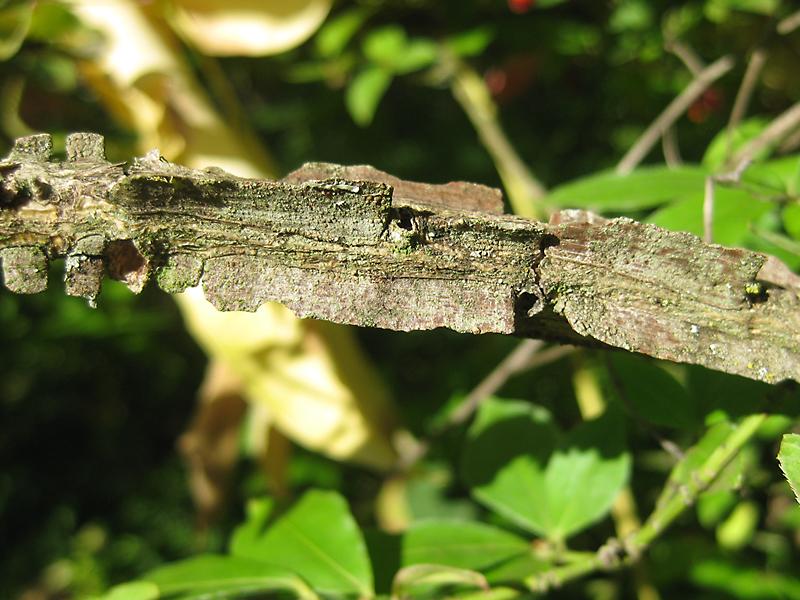 Vingad benved, Euonymus alatus