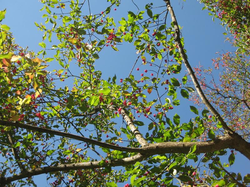 Das Pfaffenhütchen im Herbst