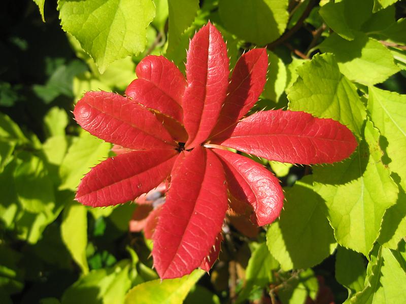 Die Großblättrige Berberitze mit rotem Herbstlaub