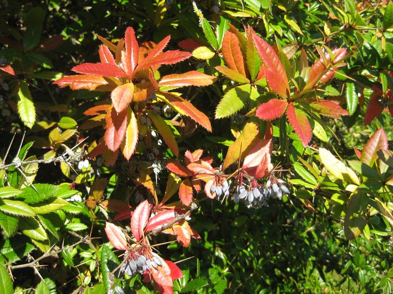 Großblättrige Berberitze mit blauen Beeren und roten Blättern