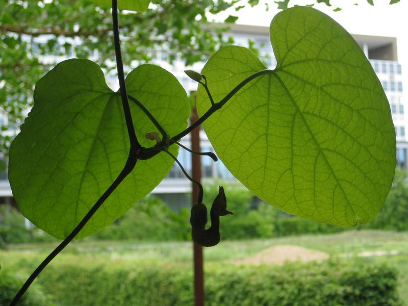 Amerikanische Pfeifenwinde - Blätter mit Blüte im Gegenlicht