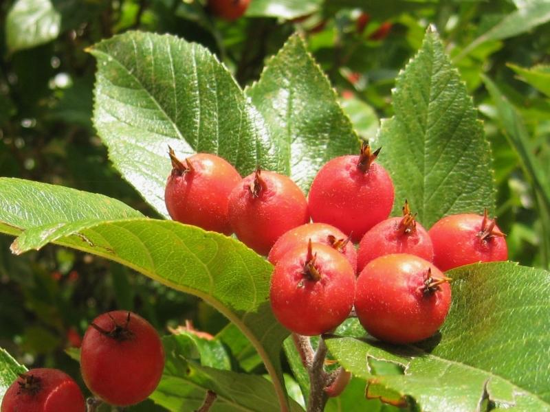 Die markanten, essbaren Früchten des Apfeldorns